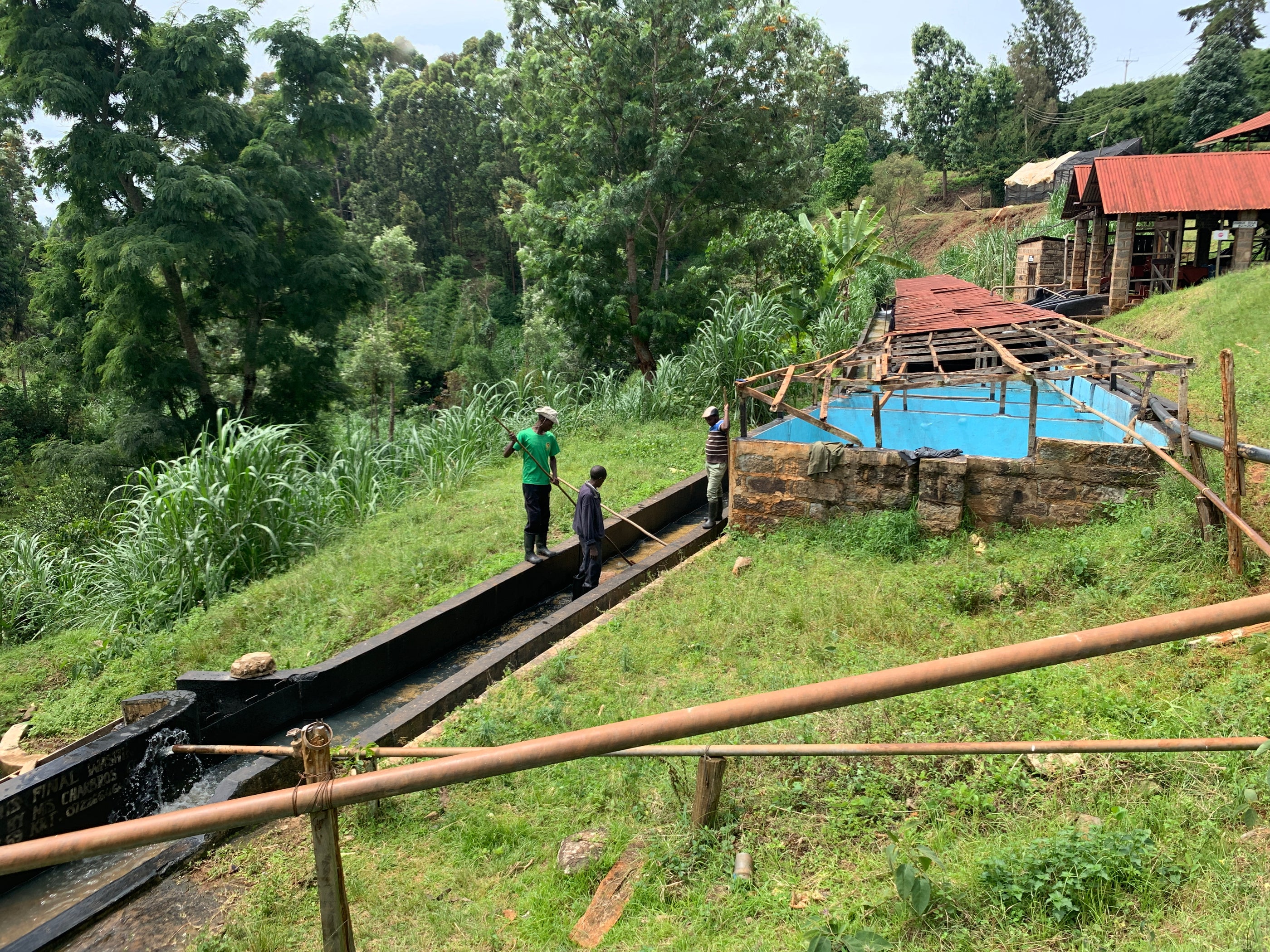 People working in a forested area.