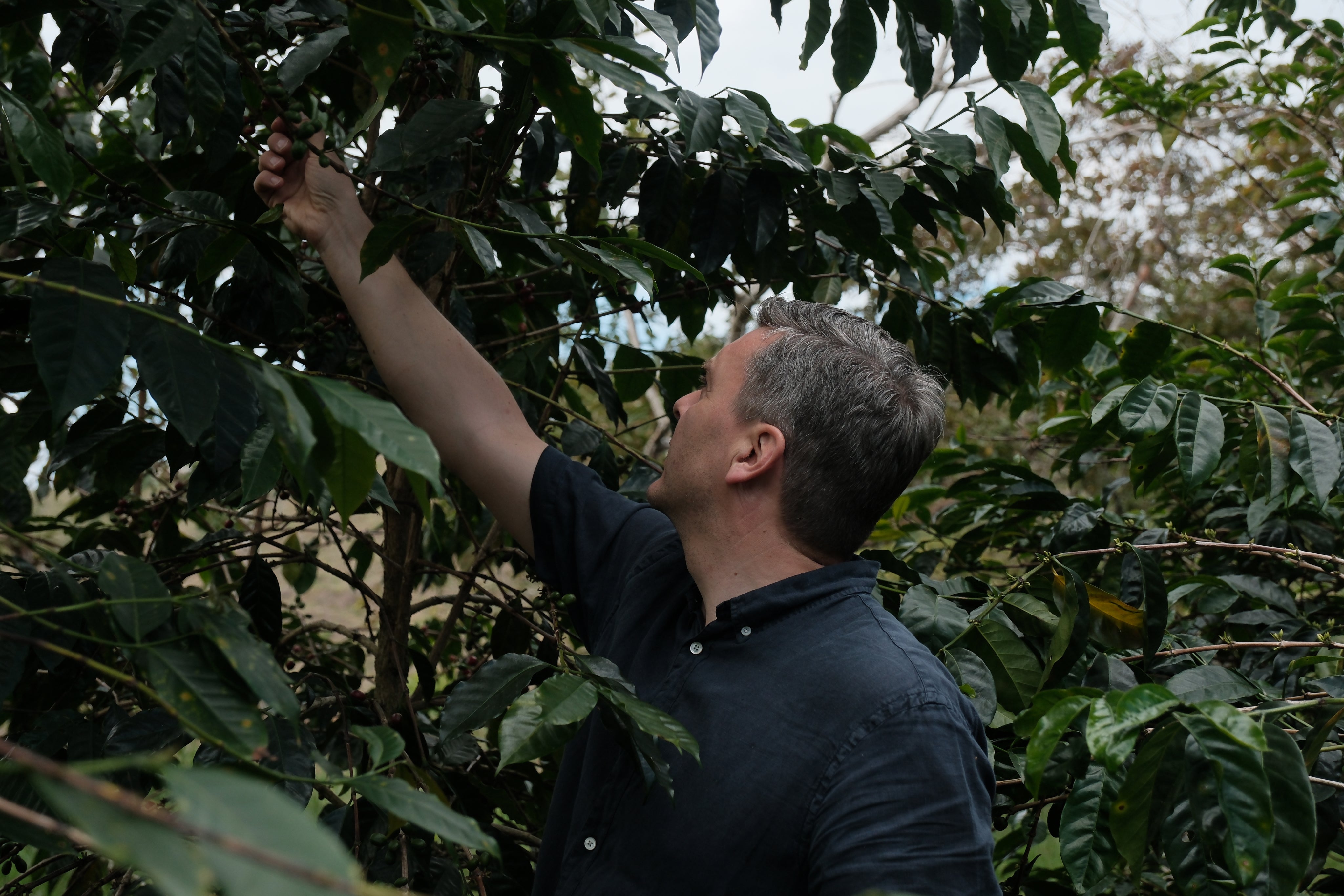 Finca Tamana Variedad Colombia | Tim Wendelboe Coffee